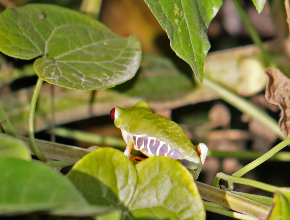 Red-eyed Leaf-Frog